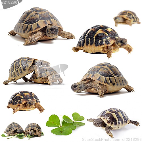 Image of group of Tortoises