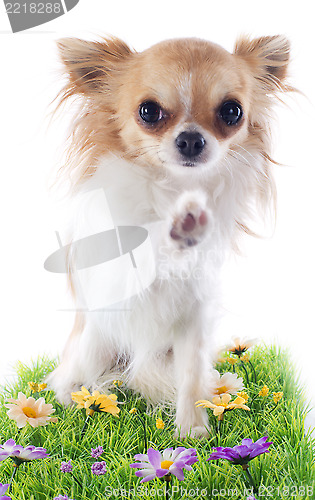 Image of hello of chihuahua