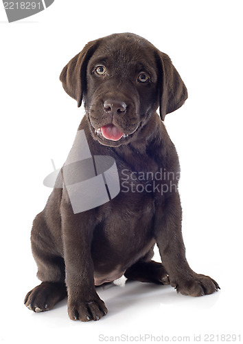 Image of puppy labrador retriever