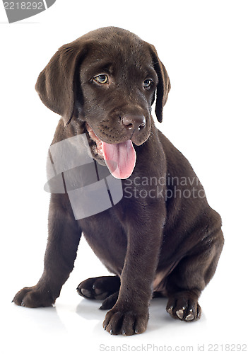 Image of puppy labrador retriever