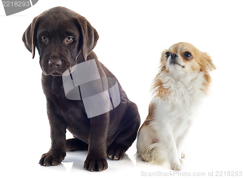 Image of labrador retriever and chihuahua