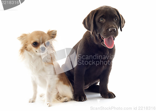 Image of labrador retriever and chihuahua