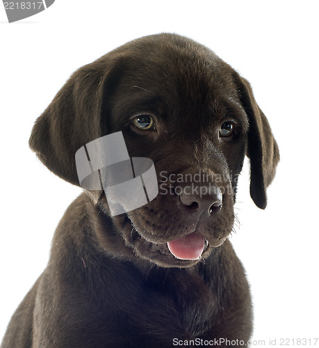 Image of puppy labrador retriever