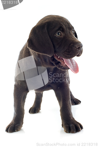 Image of puppy labrador retriever