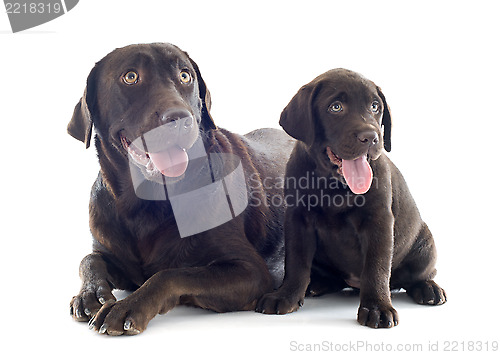 Image of labrador retriever, adult and puppy