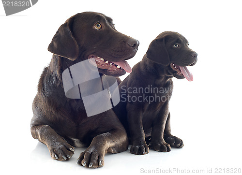 Image of labrador retriever, adult and puppy