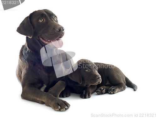 Image of puppy and adult labrador retriever