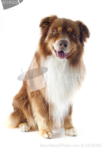 Image of australian shepherd