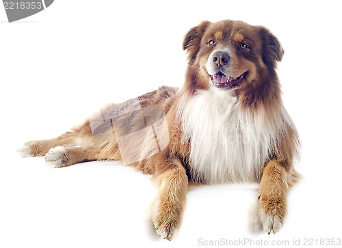 Image of australian shepherd