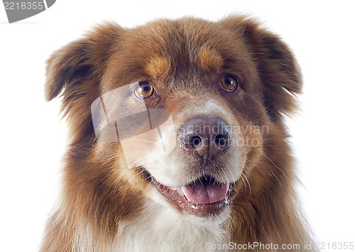 Image of australian shepherd