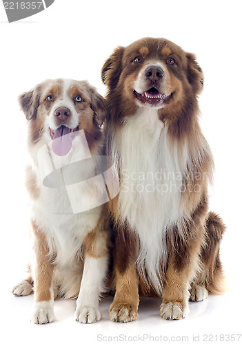 Image of australian shepherds