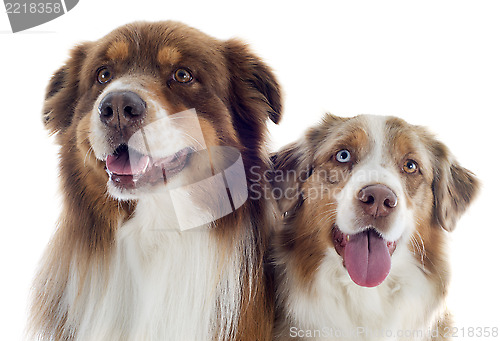 Image of australian shepherds