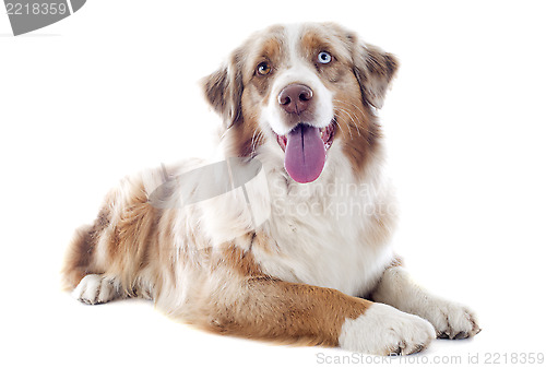 Image of australian shepherd
