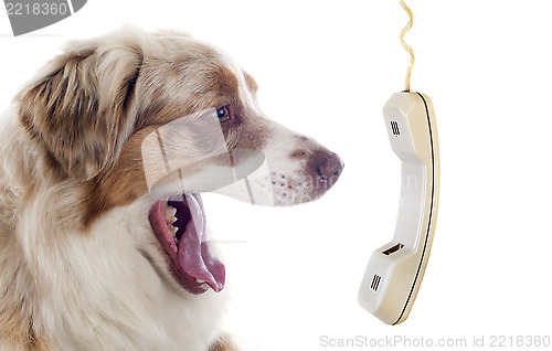 Image of australian shepherd and phone