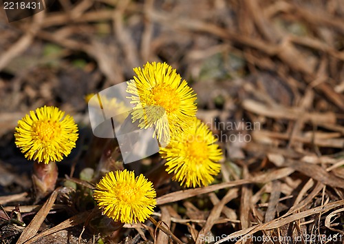 Image of coltsfoots in the spring sunny day