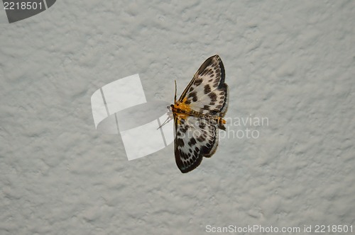 Image of moth on wound