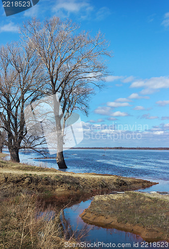 Image of Flooded with water trees as a result of  flooding