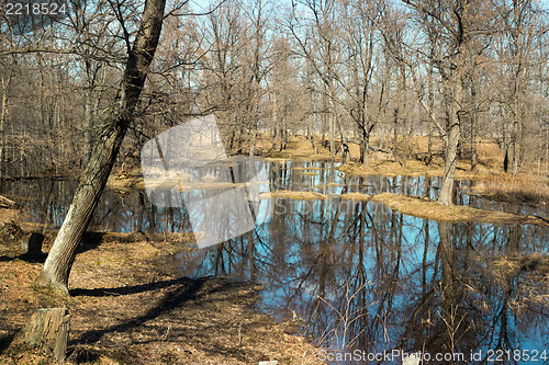 Image of The forest in the water during the flood
