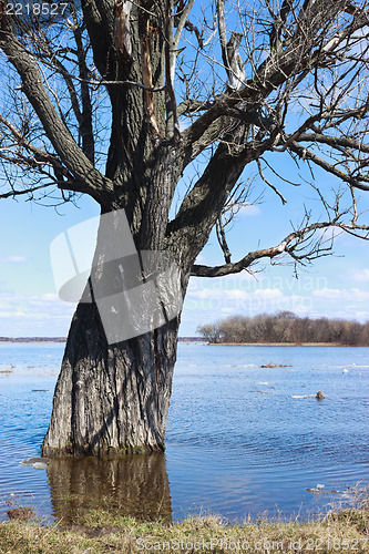 Image of Tree flooded with water due to flooding