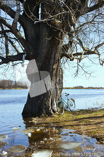 Image of Flooded with water tree as a result of flooding