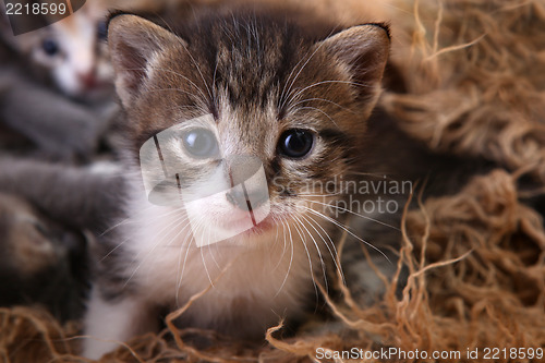 Image of Baby Kitten Lying in a Basket With Siblings