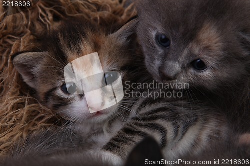 Image of Baby Kittens Lying in a Basket With Siblings