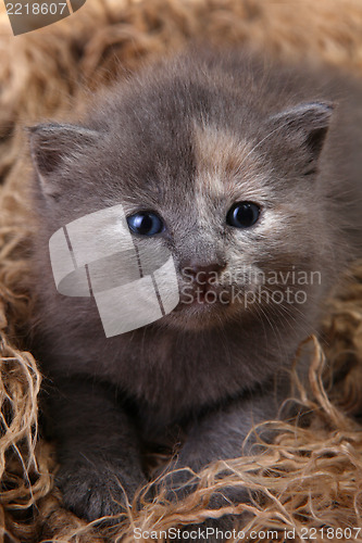 Image of Baby Kitten Lying in a Basket With Siblings