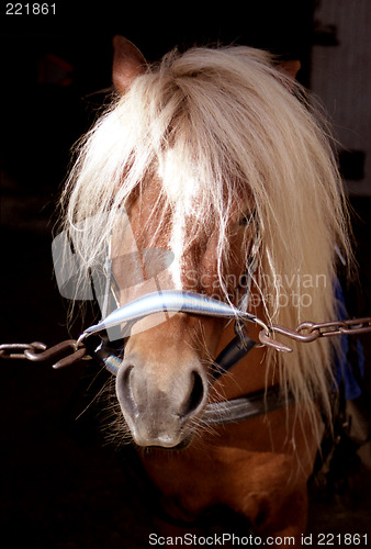 Image of Cute Shetland pony in stable