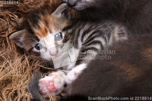 Image of Baby Kitten Lying in a Basket With Siblings