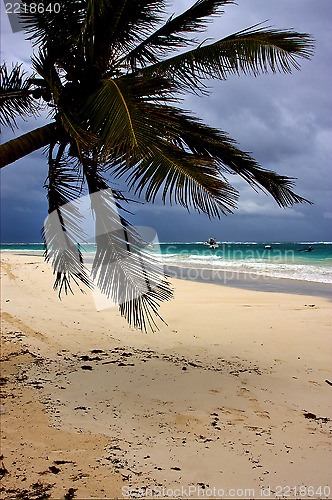 Image of  froth cloudy  sea weed  in mexico playa del carmen