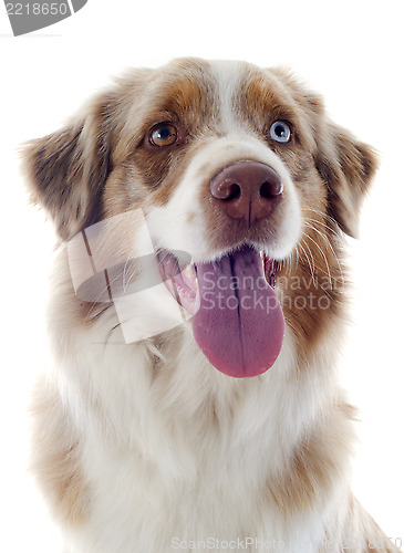 Image of australian shepherd