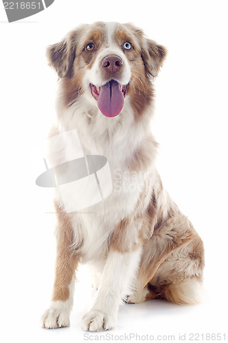 Image of australian shepherd