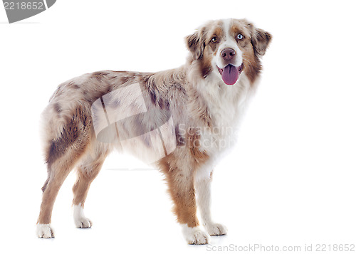 Image of australian shepherd