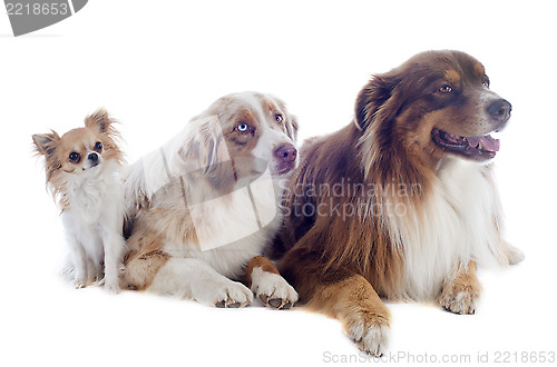 Image of australian shepherds and chihuahua