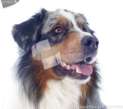 Image of australian shepherd