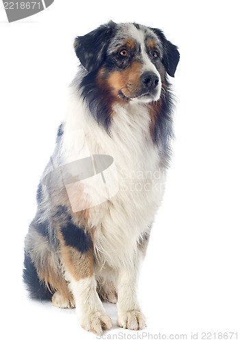 Image of australian shepherd