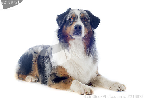 Image of australian shepherd