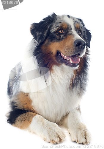 Image of australian shepherd
