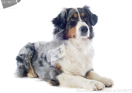 Image of australian shepherd