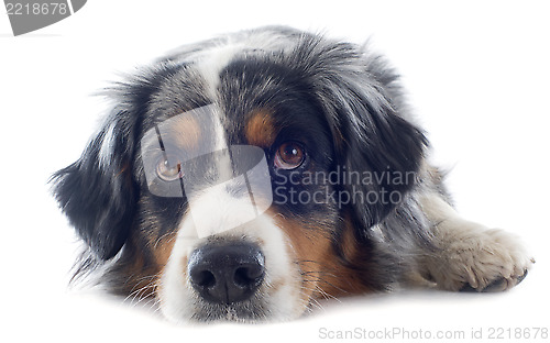 Image of australian shepherd