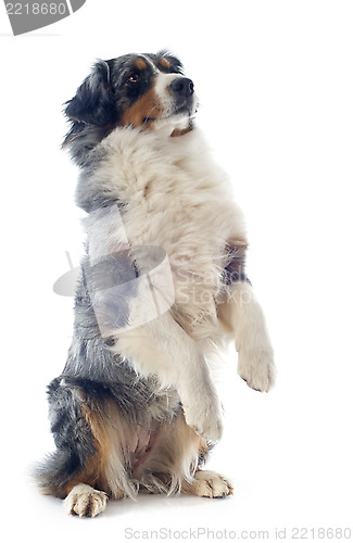 Image of australian shepherd upright