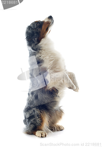 Image of australian shepherd upright