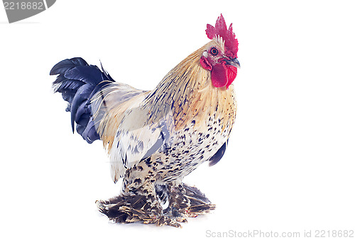 Image of bantam rooster