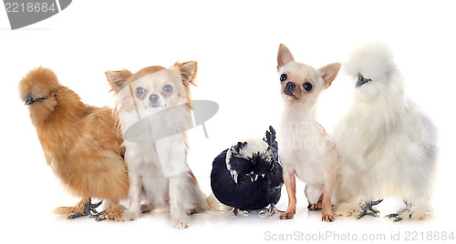 Image of bantam chicken and chihuahuas