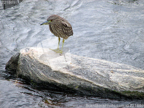 Image of Juvenile Yellow-crowned Night-Heron bird