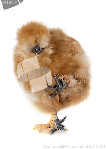 Image of young Silkie
