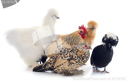 Image of bantam chicken