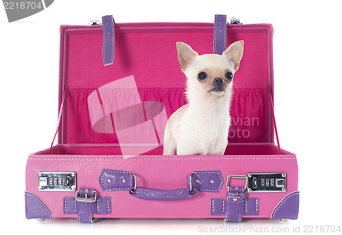 Image of chihuahua in a box