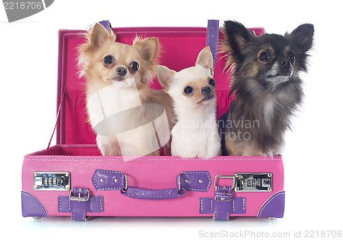 Image of chihuahuas in suitcase