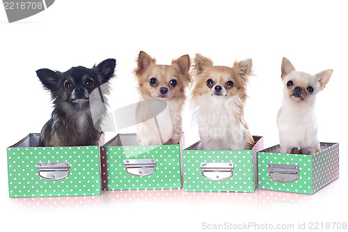 Image of four chihuahuas